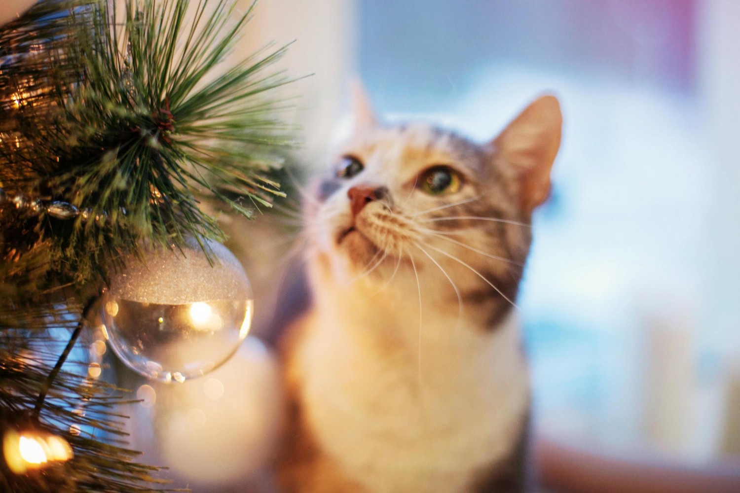 Cat with Holiday Tree Cat with Holiday Tree